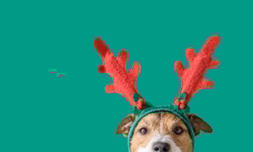 Dog with reindeer antlers