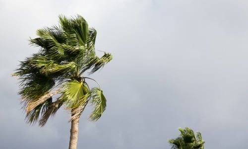 Palm Trees blowing in the wind